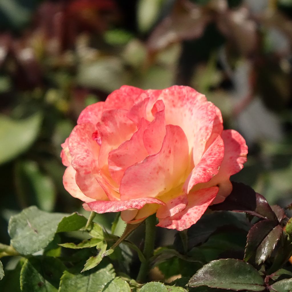 Rosier à fleurs groupées Message d'Espoir