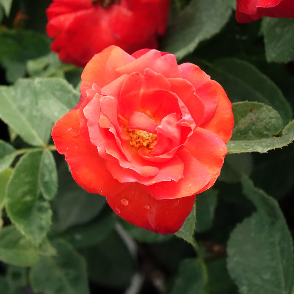 Rosier à fleurs groupées Orange Sensation