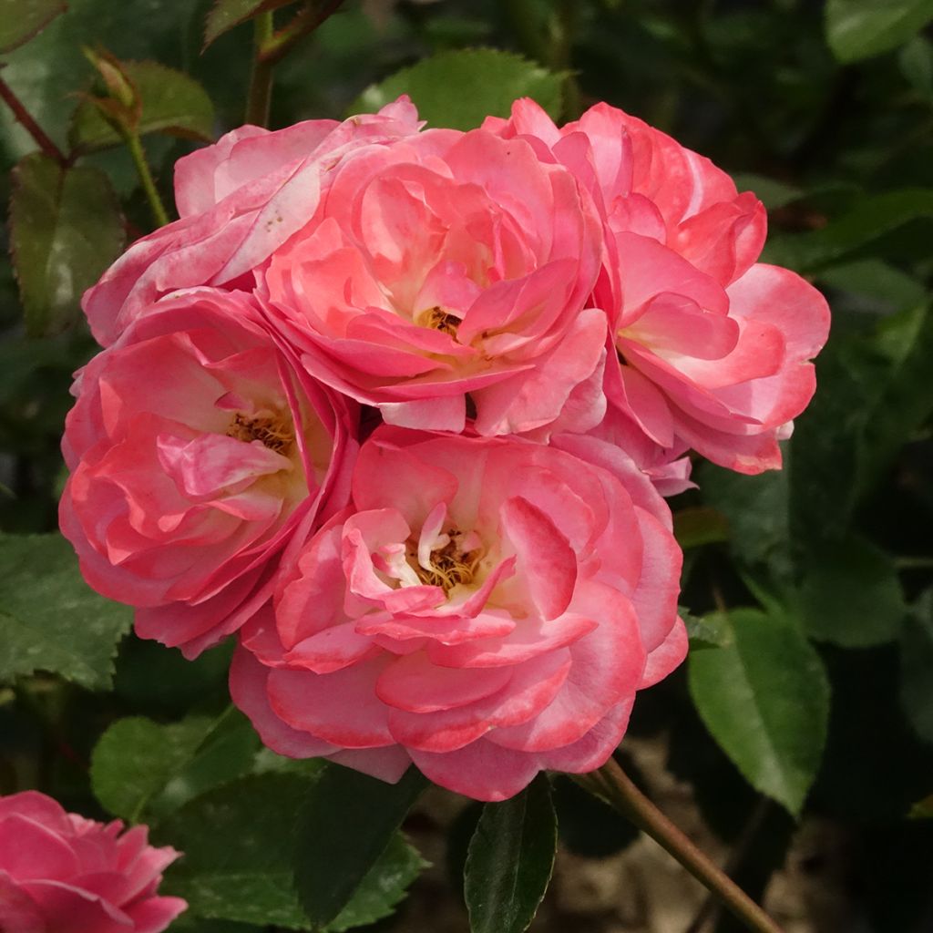 Rosier à fleurs groupées Walferdange