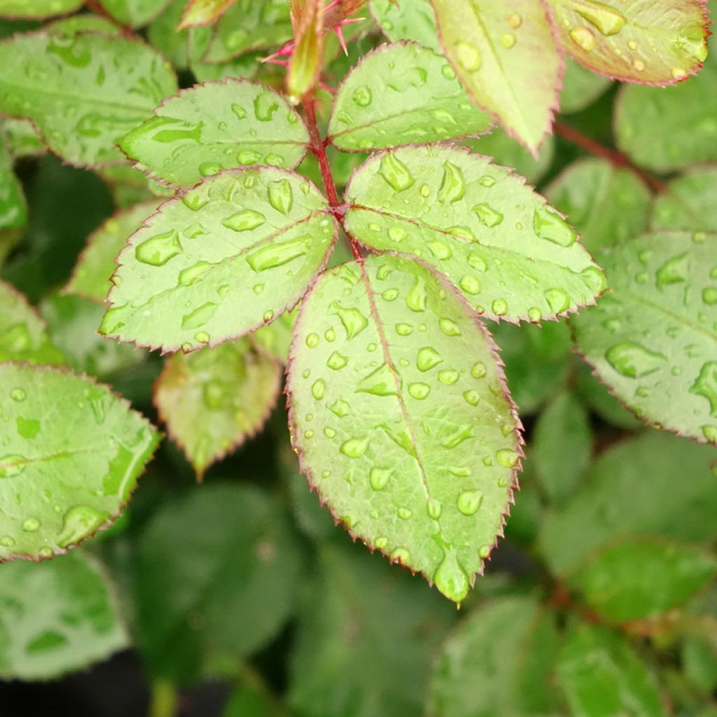 Rosier à grandes fleurs Eleganza Meine Rose