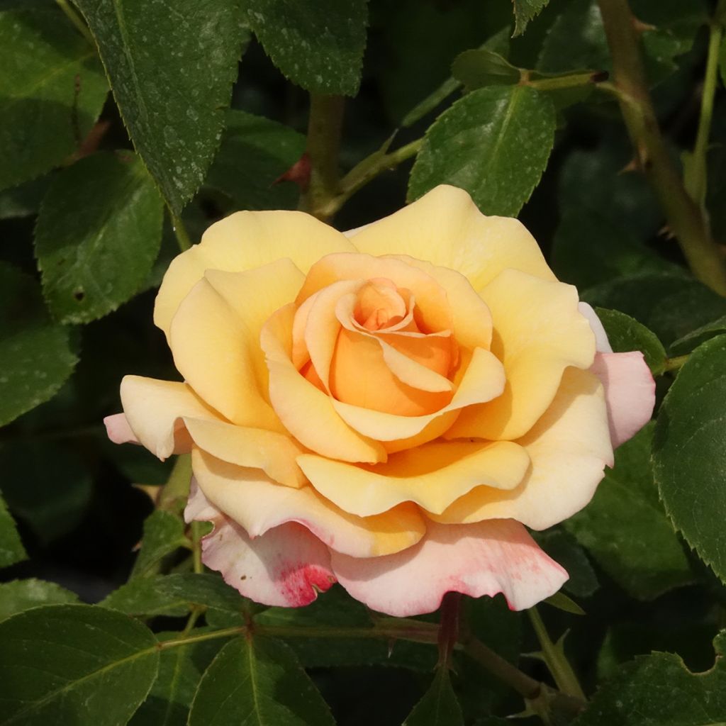 Rosier à grandes fleurs Eleganza Oh Happy Day