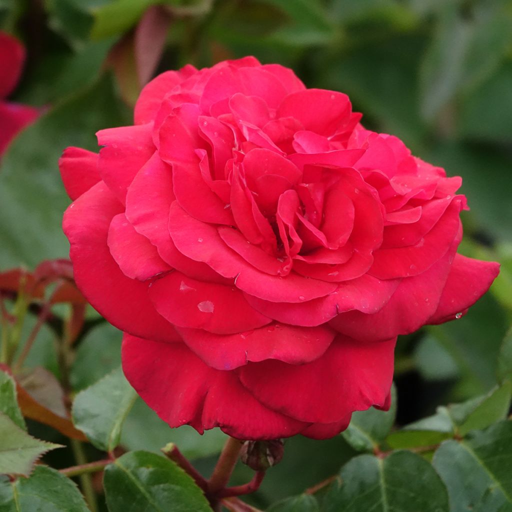 Rosier à grandes fleurs La rose Monsieur