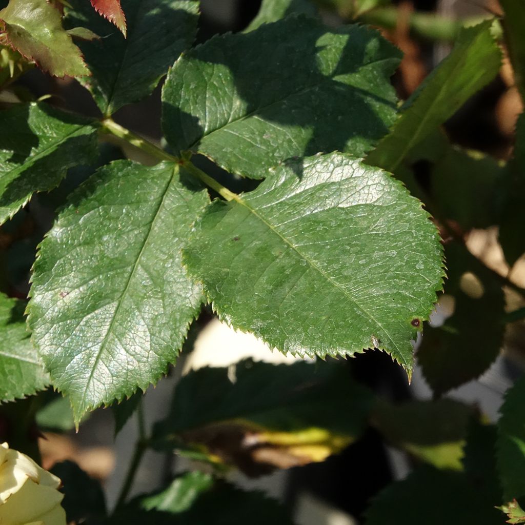 Rosier à grandes fleurs Les Années Folles La Rotonde