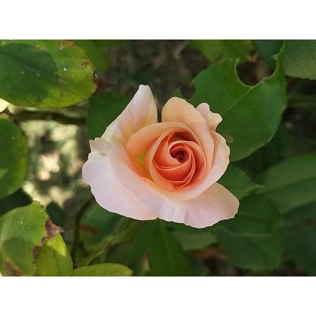 Rosier à grandes fleurs Michele Meilland