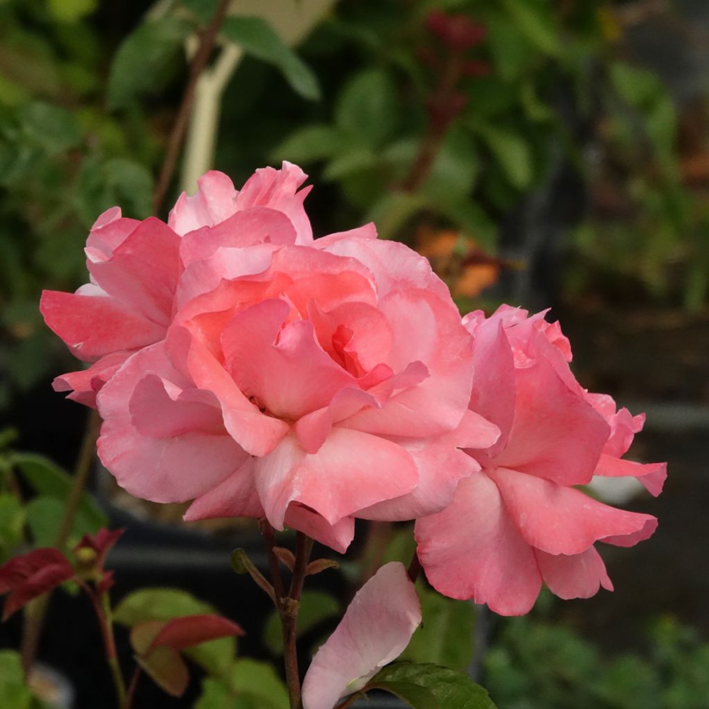 Rosier à grandes fleurs Queen Elisabeth