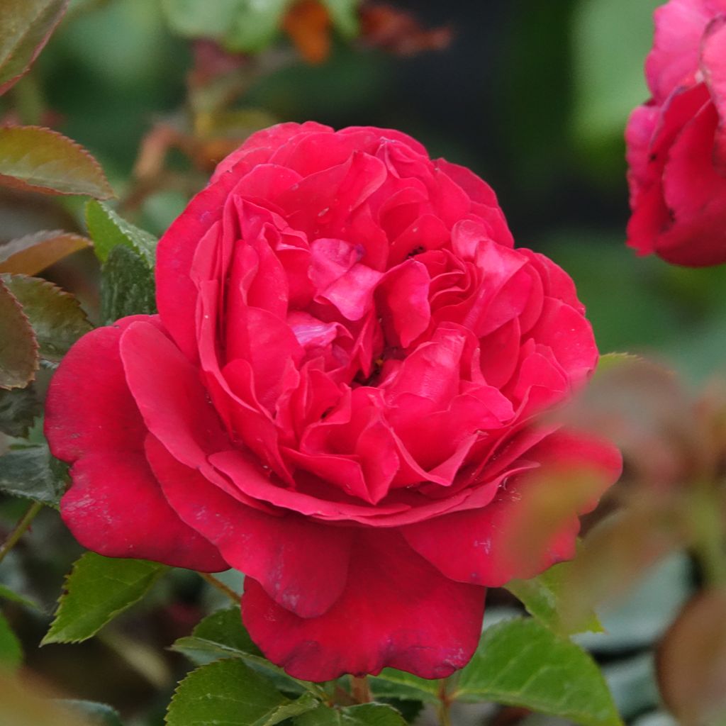 Rosier à grandes fleurs Rose Clos Vougeot