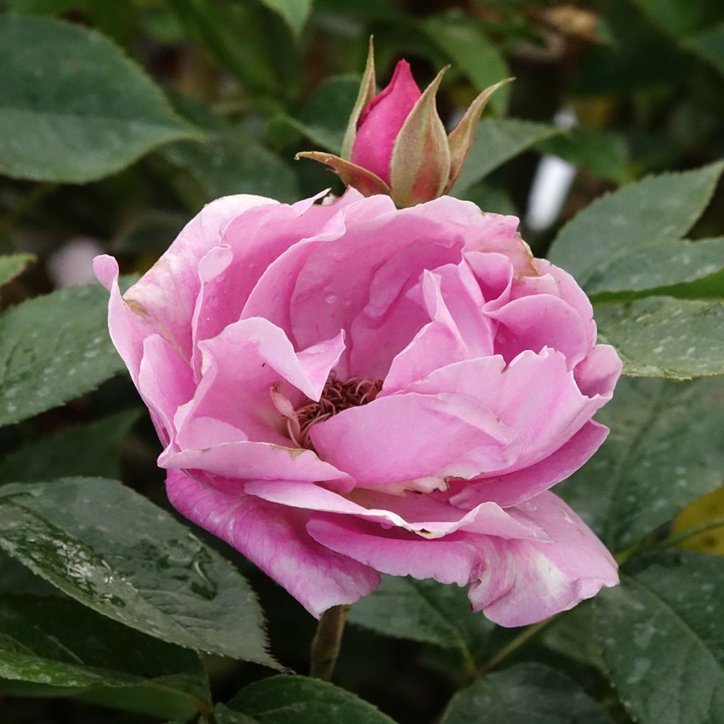 Rosier à grandes fleurs Womanity