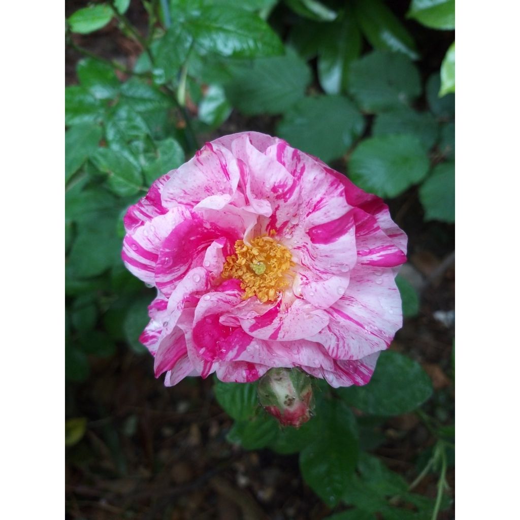 Rosier ancien gallica Versicolor