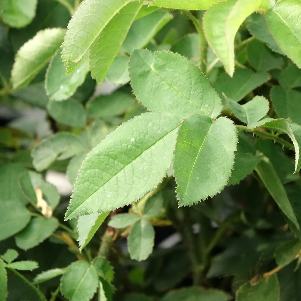 Rosier ancien Jacques Cartier 
