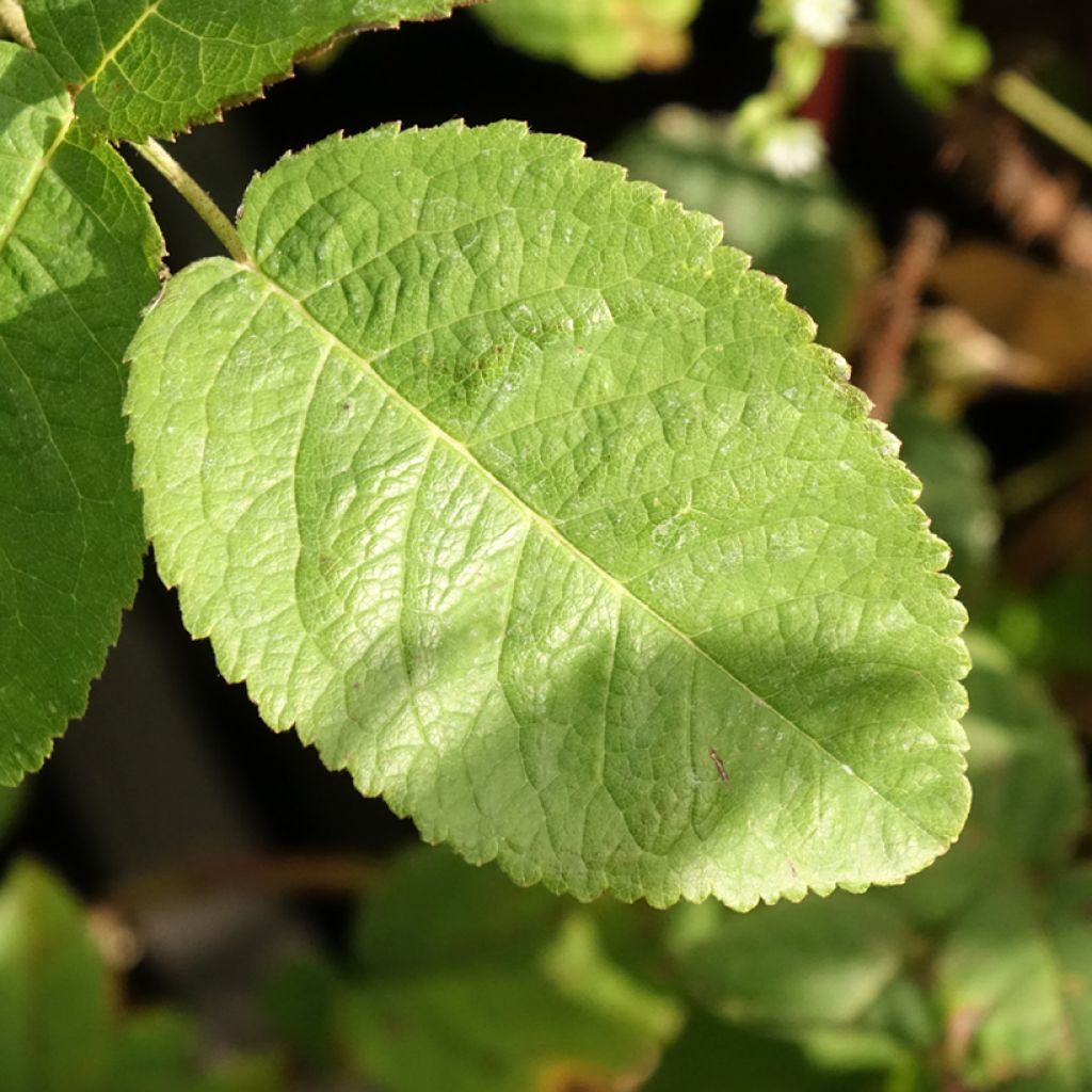Rosier ancien Kazanlik (Trigintipetala)