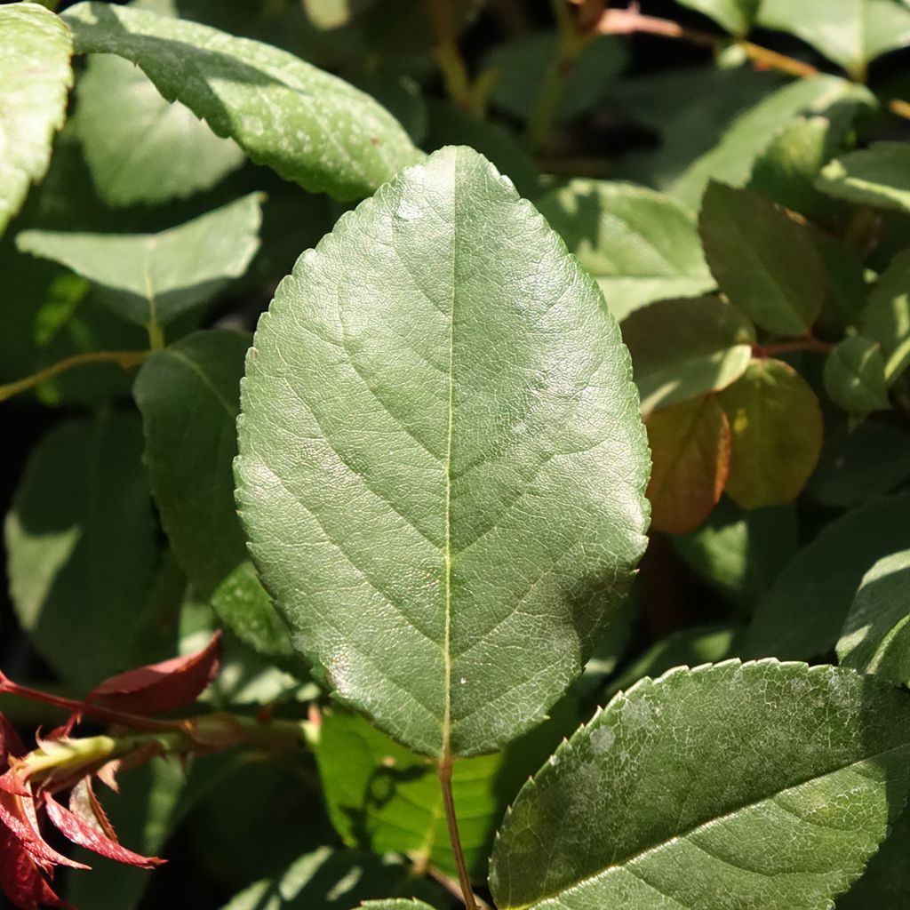 Rosier ancien Perle d'or