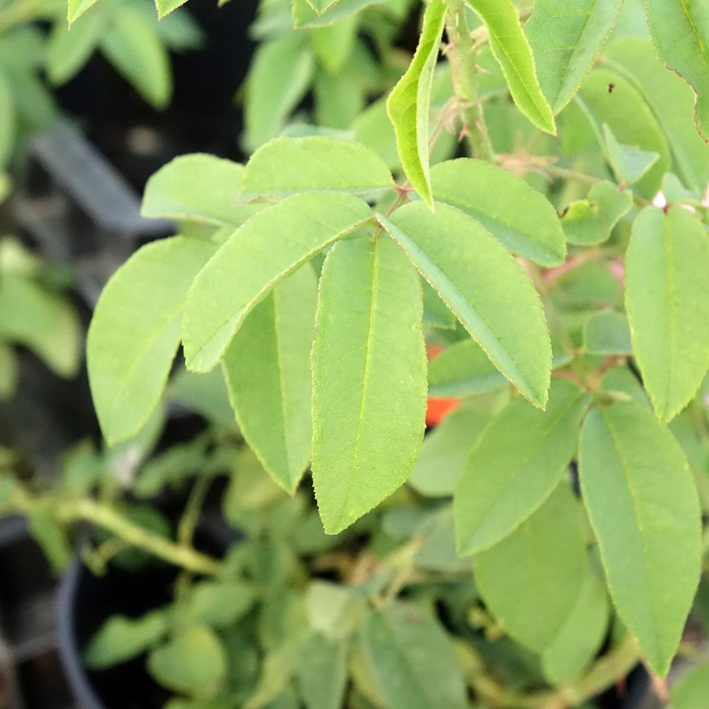 Rosier ancien Variegata di Bologna
