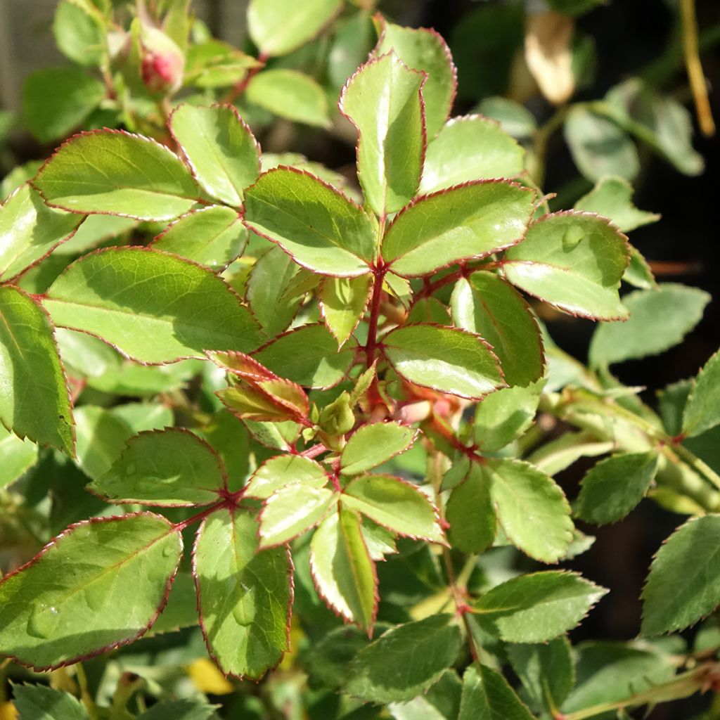 Rosier arbustif Bonica