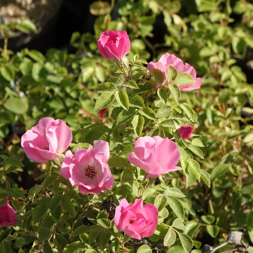 Rosier arbustif Friendly Pink Meissalu