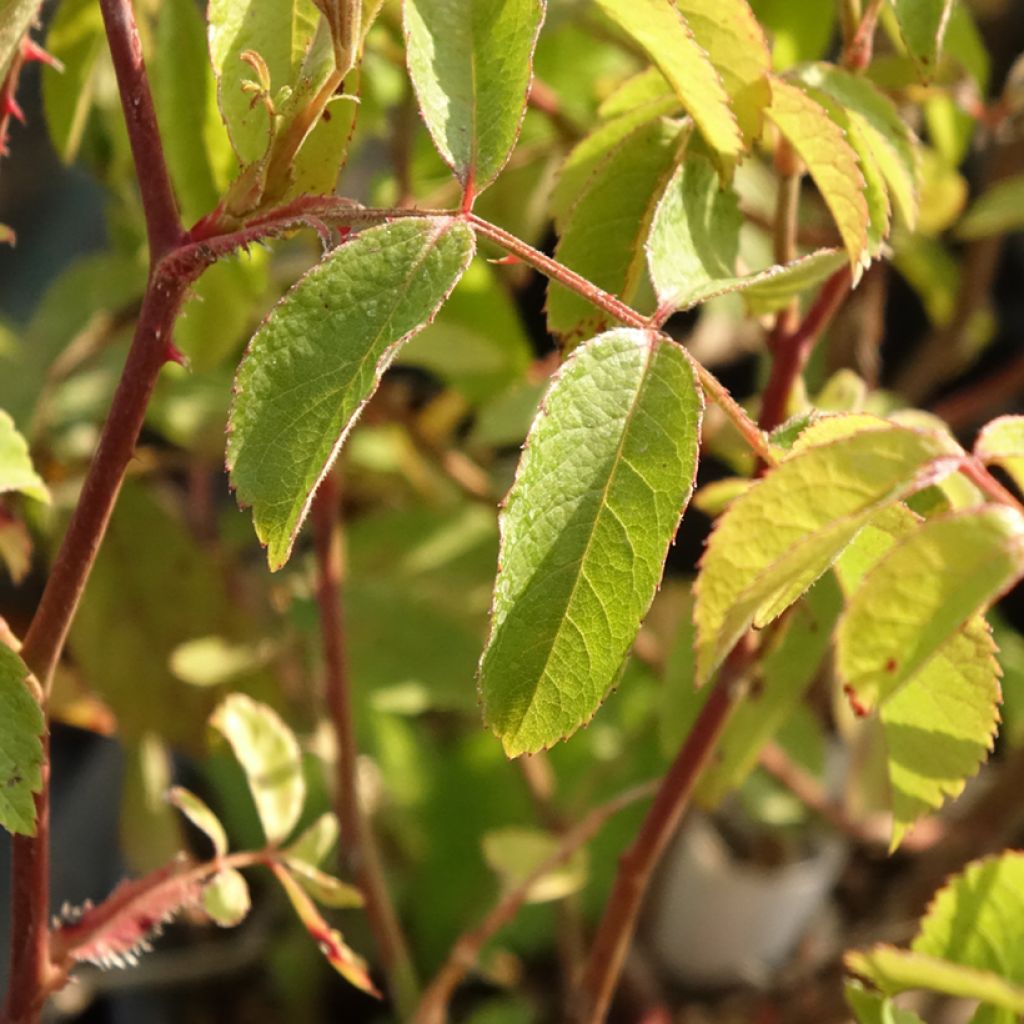 Rosier arbustif Frisson Frais