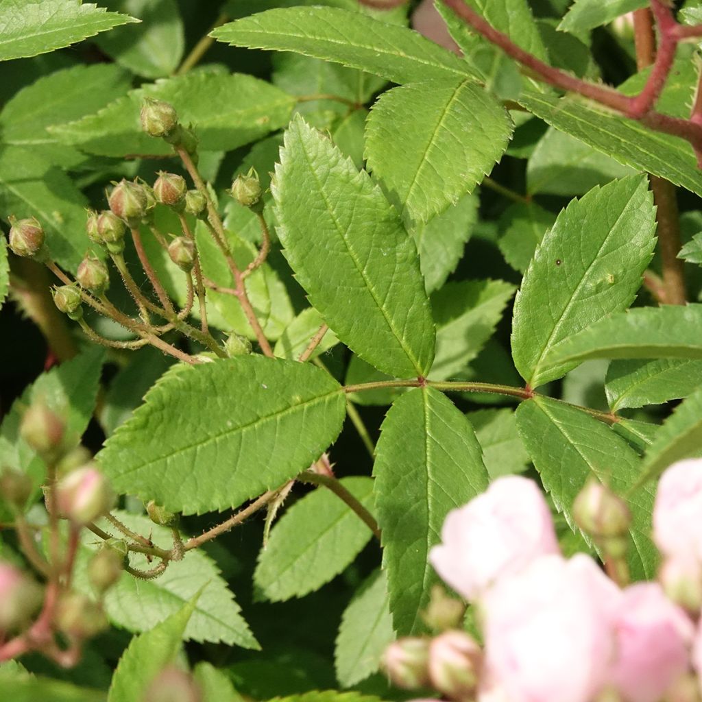 Rosier arbustif Heavenly Pink