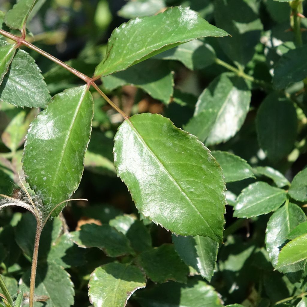 Rosier arbustif Ice Meillandecor