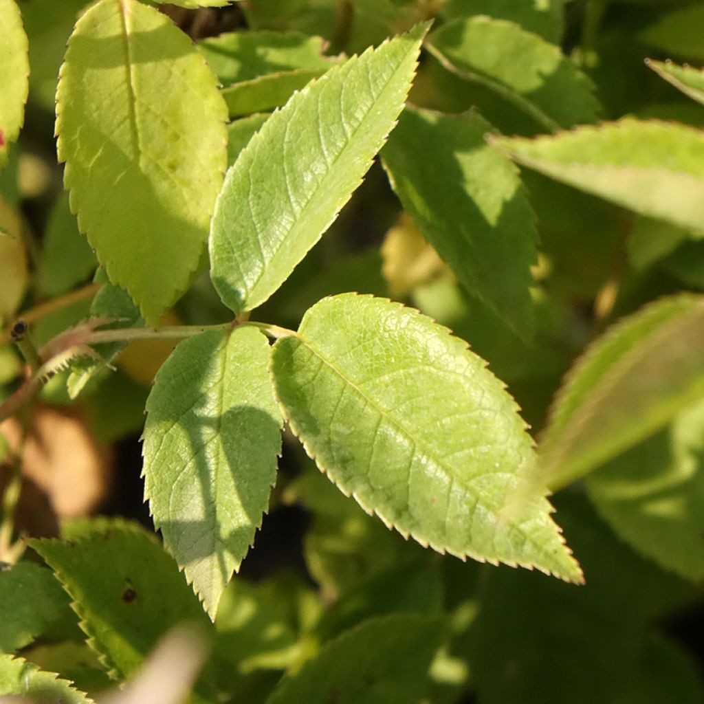 Rosier arbustif Petite de Terre Franche