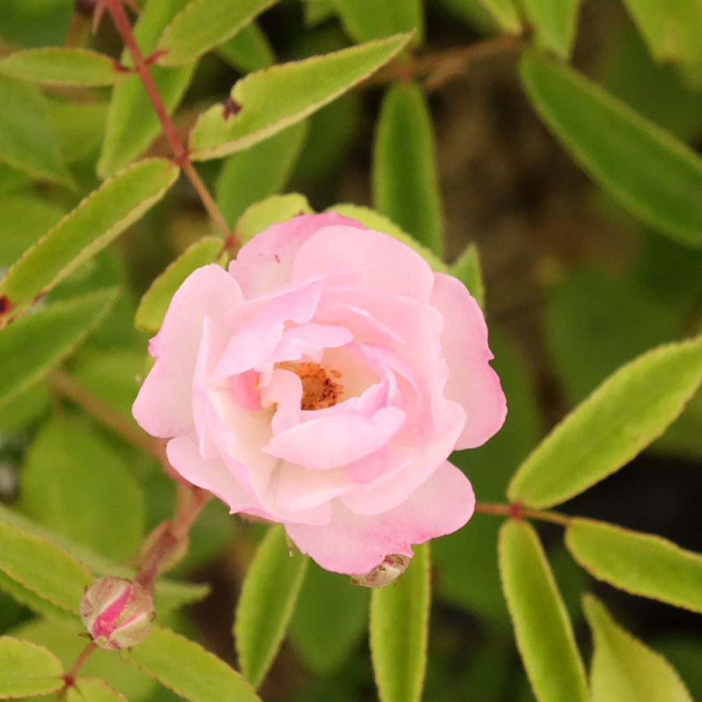 Rosier arbustif Petite de Terre Franche