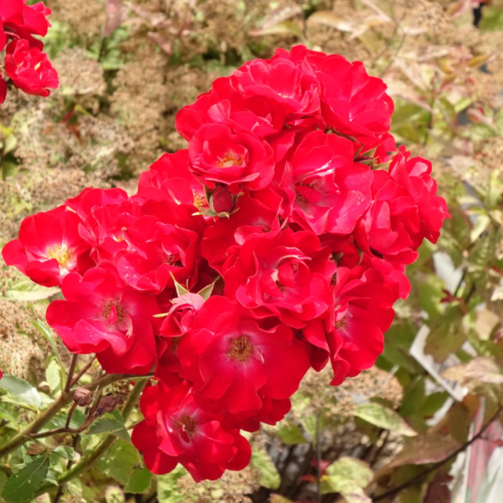 Rosier arbustif Rosy Boom rouge La Belle Rouge
