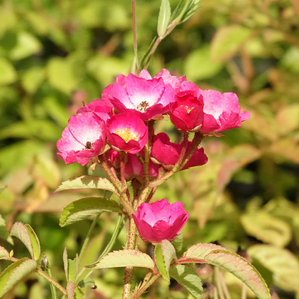 Rosier arbustif Schubert