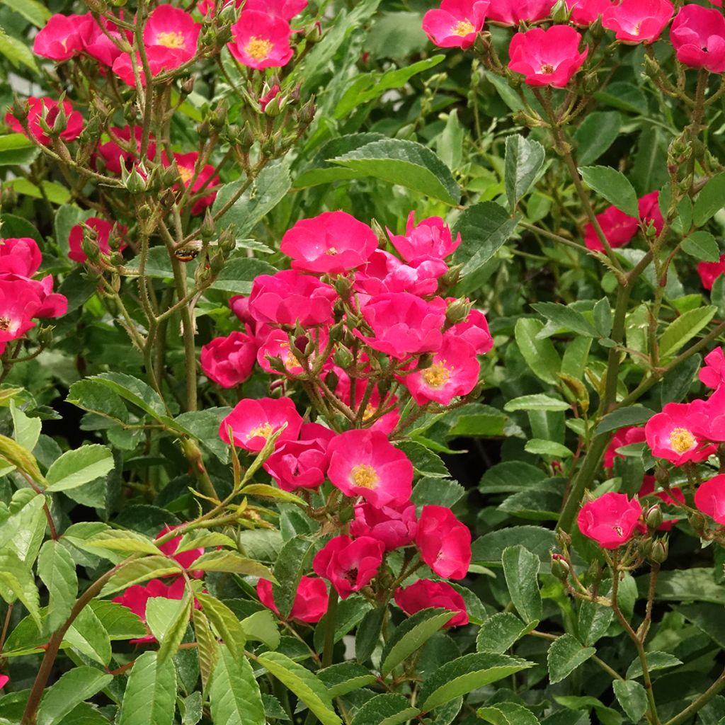 Rosier arbustif Vif Eclat