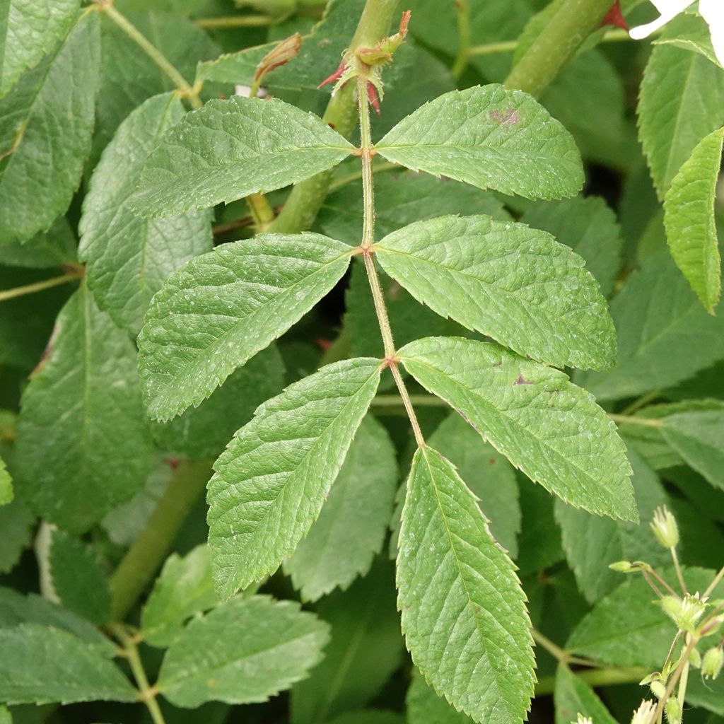 Rosier arbustif White Magic
