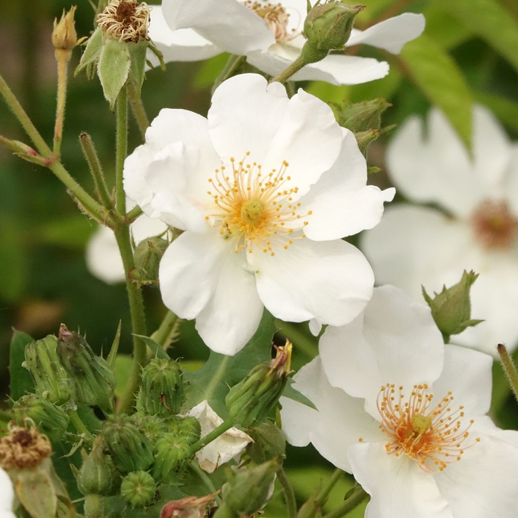 Rosier arbustif White Magic