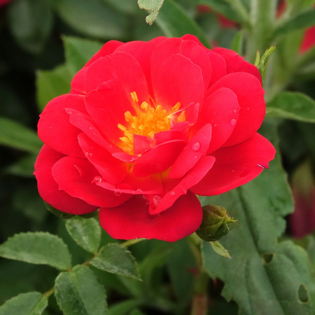 Rosier Bee's Paradise Light Red
