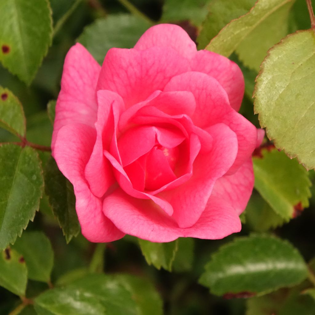 Rosier Bees Paradise Pink 