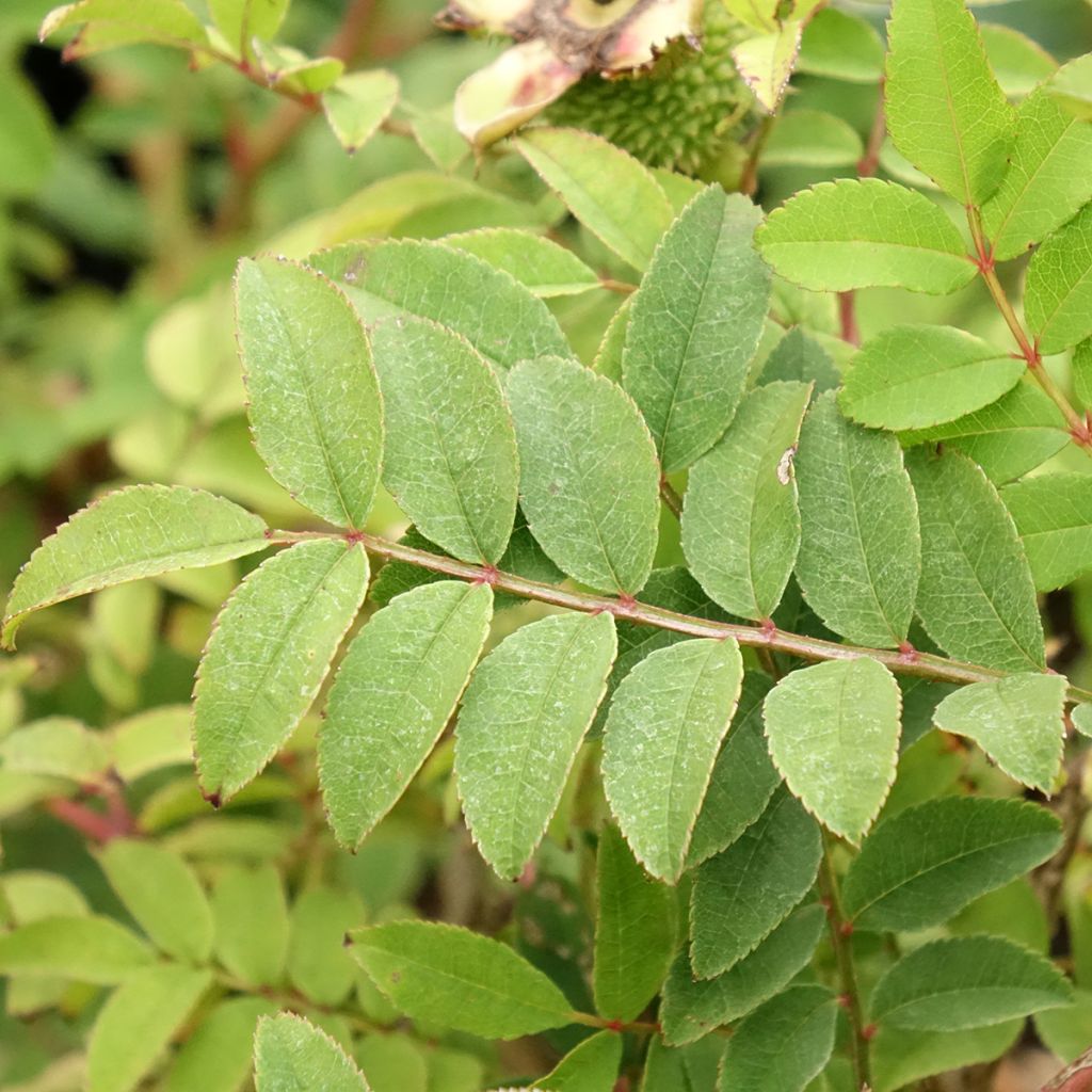 Rosier botanique - Rosa roxburghii Lampion