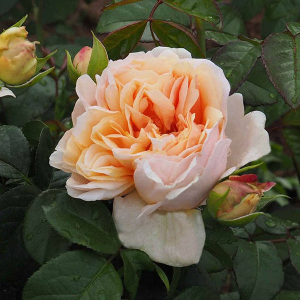 Rosier à fleurs groupées Château de la Batisse