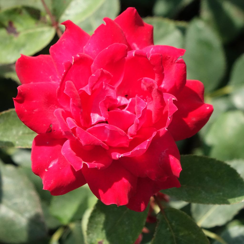 Rosier couvre-sol Double Knock Out