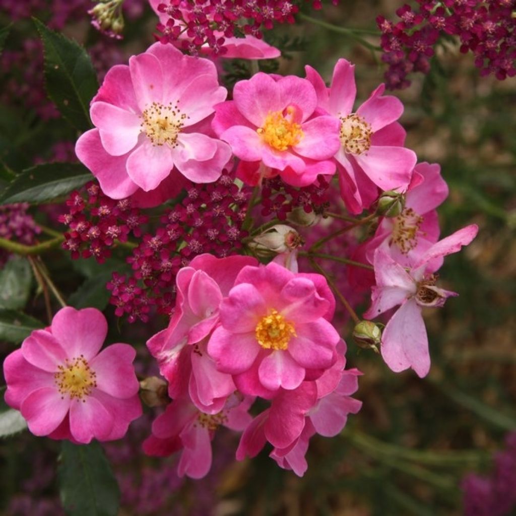 Rosier arbustif Lavender Dream