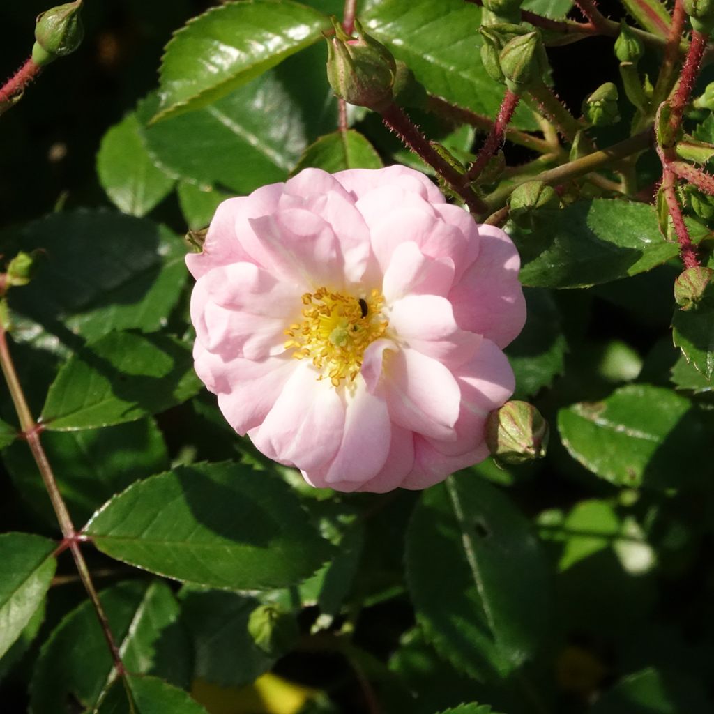 Rosier couvre-sol Satina 