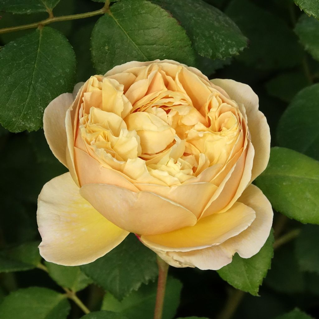 Rosier David Austin Charles Darwin