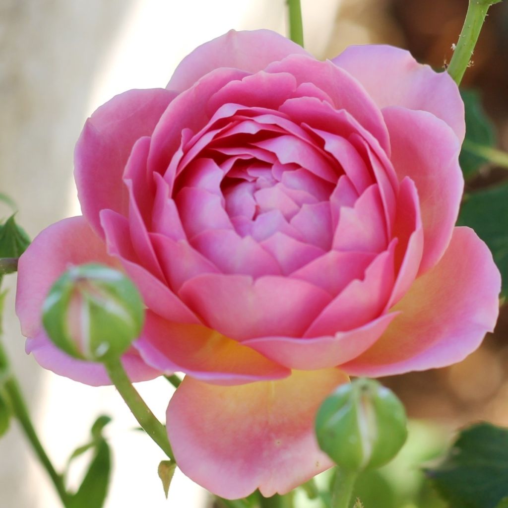 Rosier David Austin Jubilee Celebration 