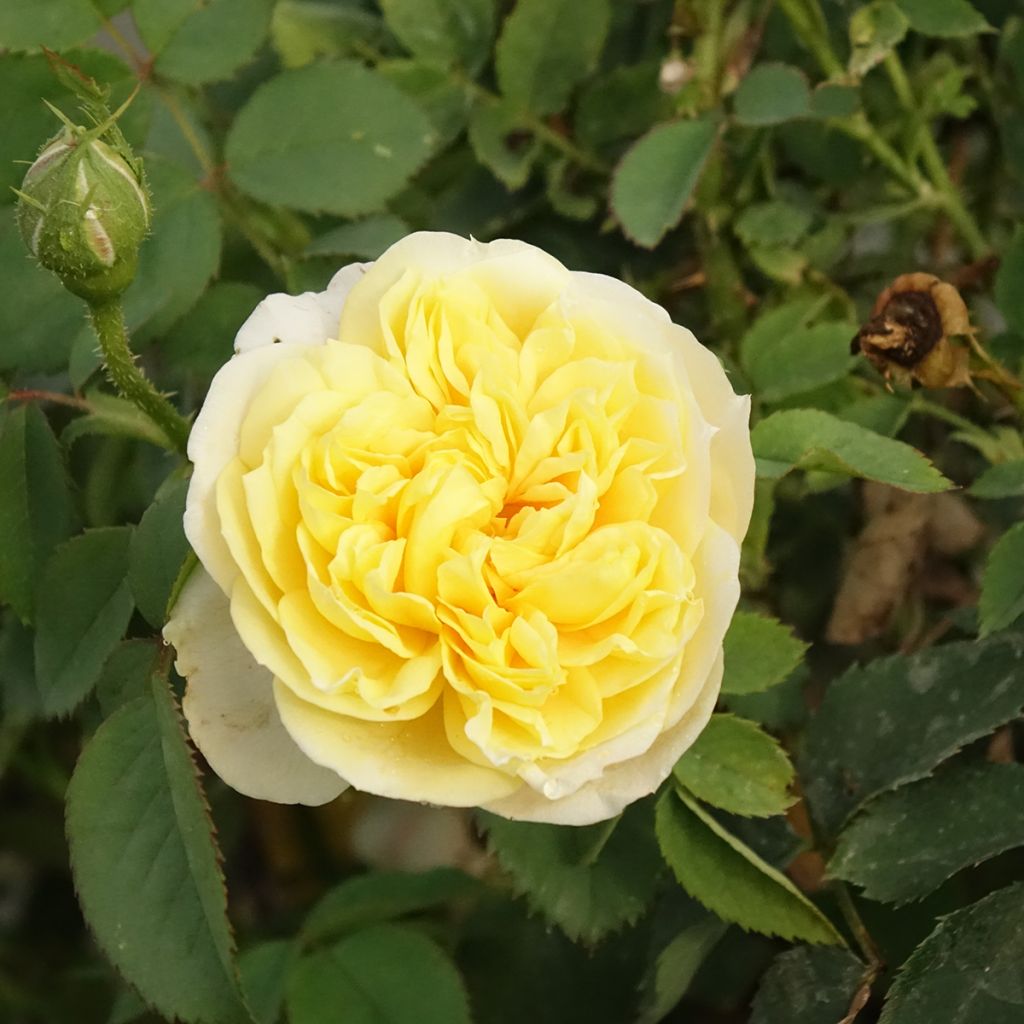 Rosier David Austin The Country Parson 