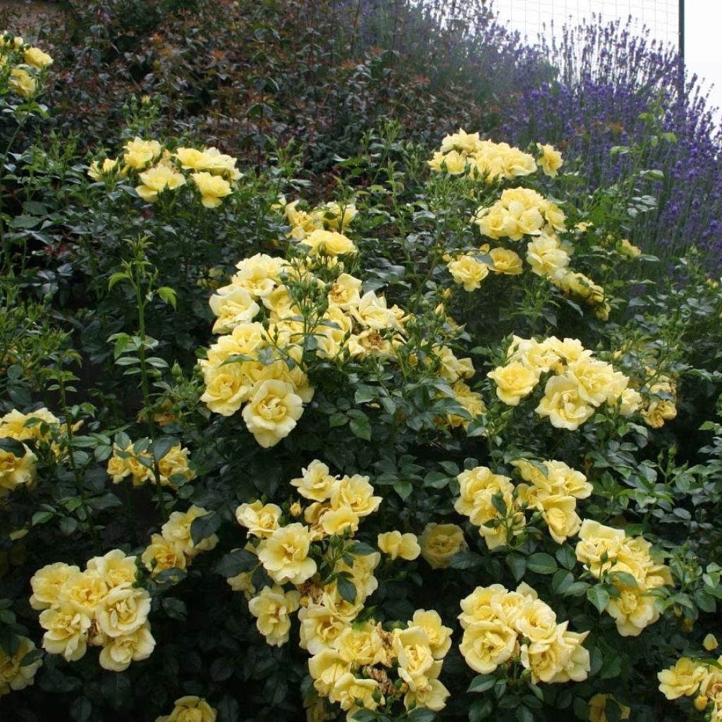 Rosier Décorosiers Suneva 
