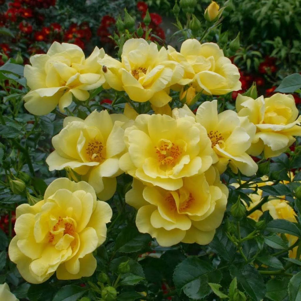 Rosier Décorosiers Suneva 