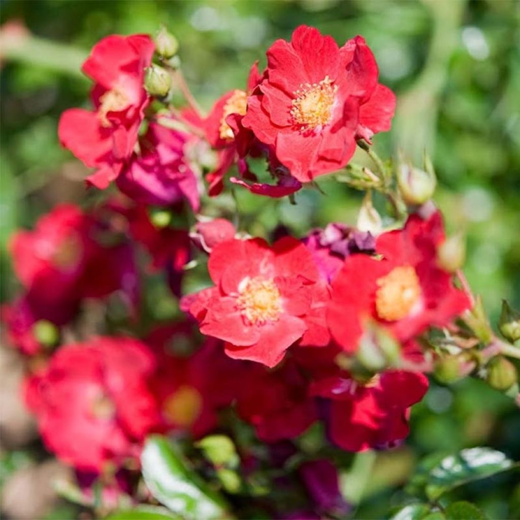 Rosier Décorosiers Vesuvia