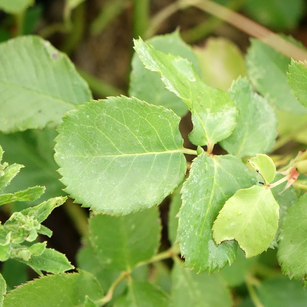 Rosier Generosa Agnès Schilliger