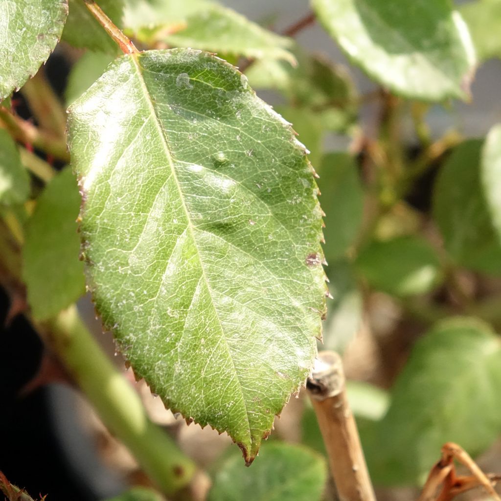 Rosier Generosa Fiona Gelin