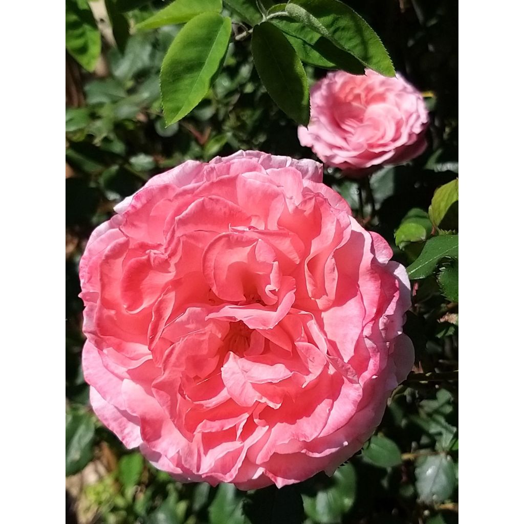 Rosier Generosa Laurent Cabrol