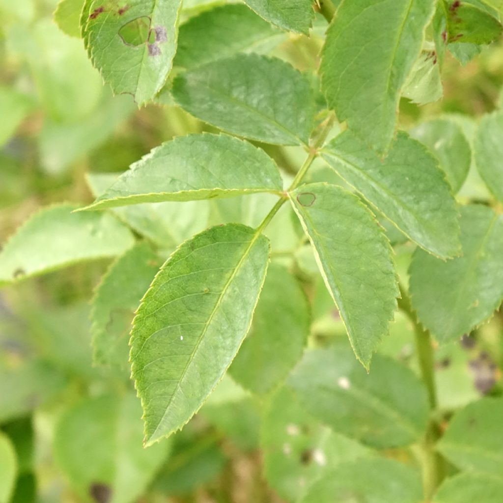 Rosier grimpant Alchymist