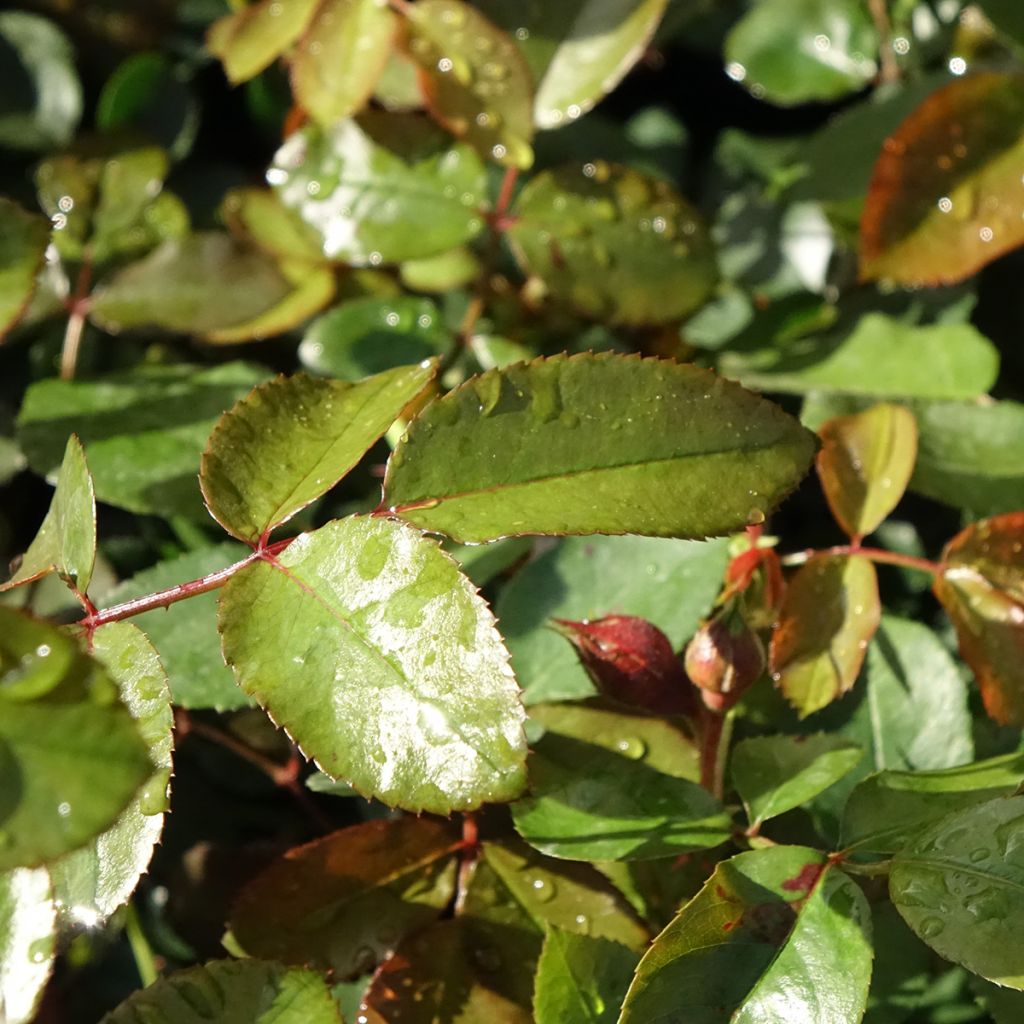 Rosier grimpant Florentina