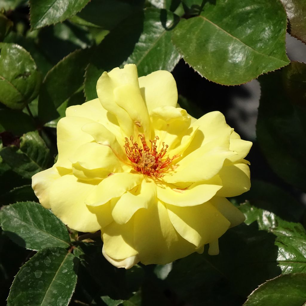 Rosier grimpant Golden Showers