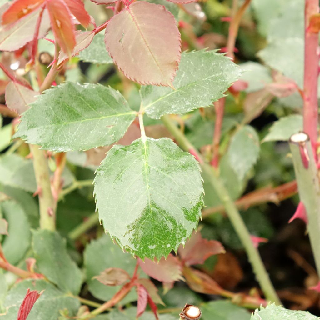 Rosier grimpant Guinée