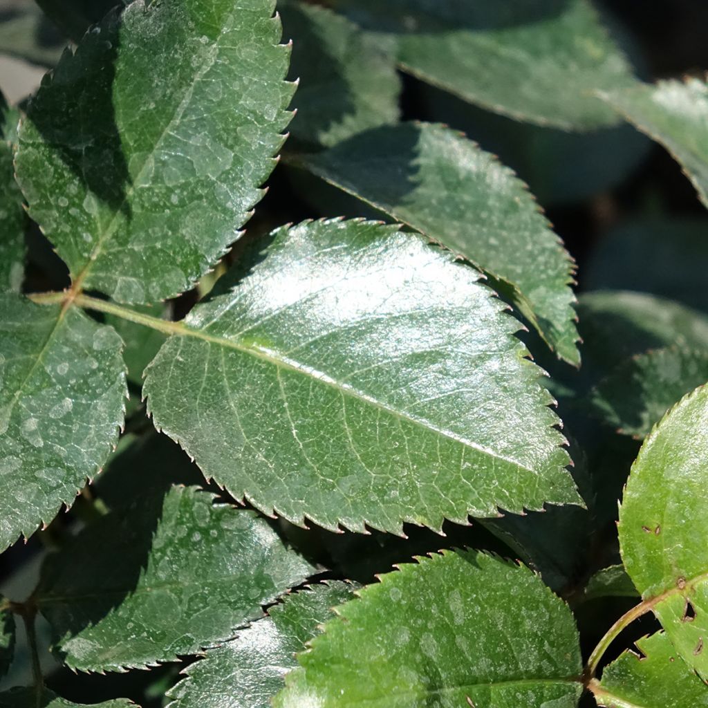 Rosier grimpant Le Grand Huit