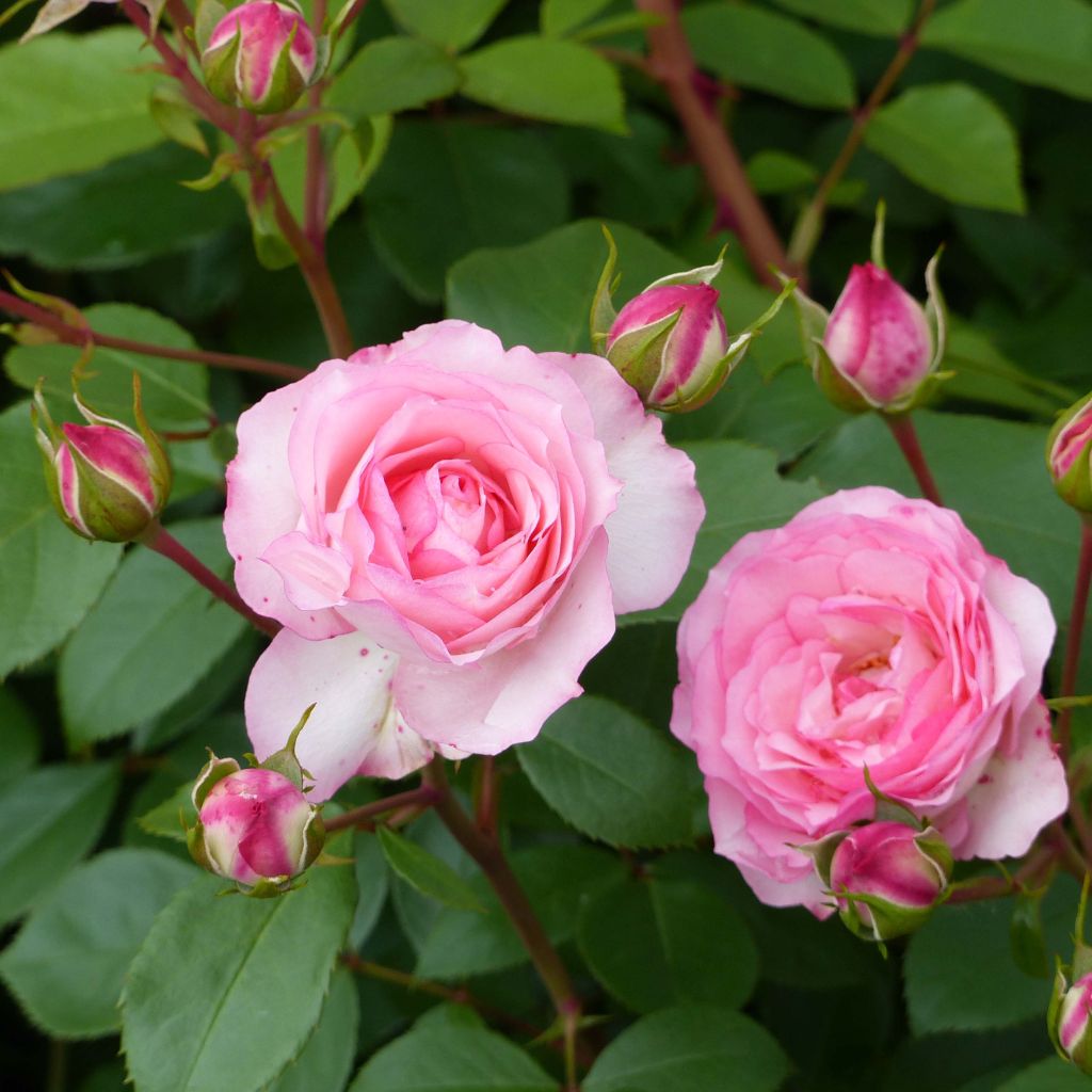 Rosier grimpant Mini Pierre de Ronsard - Mini Eden Rose